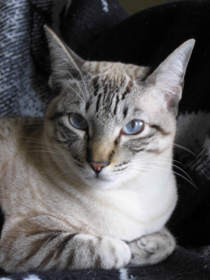 Odin, King of Lynx