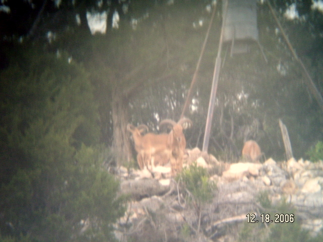 Large Aoudad Rams on the Hill in December