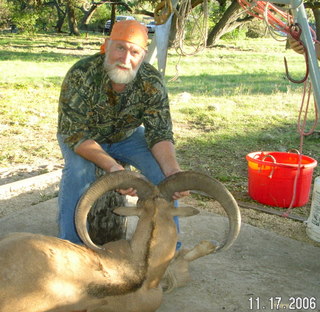 Back View of Gold Aoudad Ram Taken in November