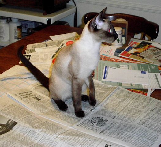 Cutie Pie Newspaper