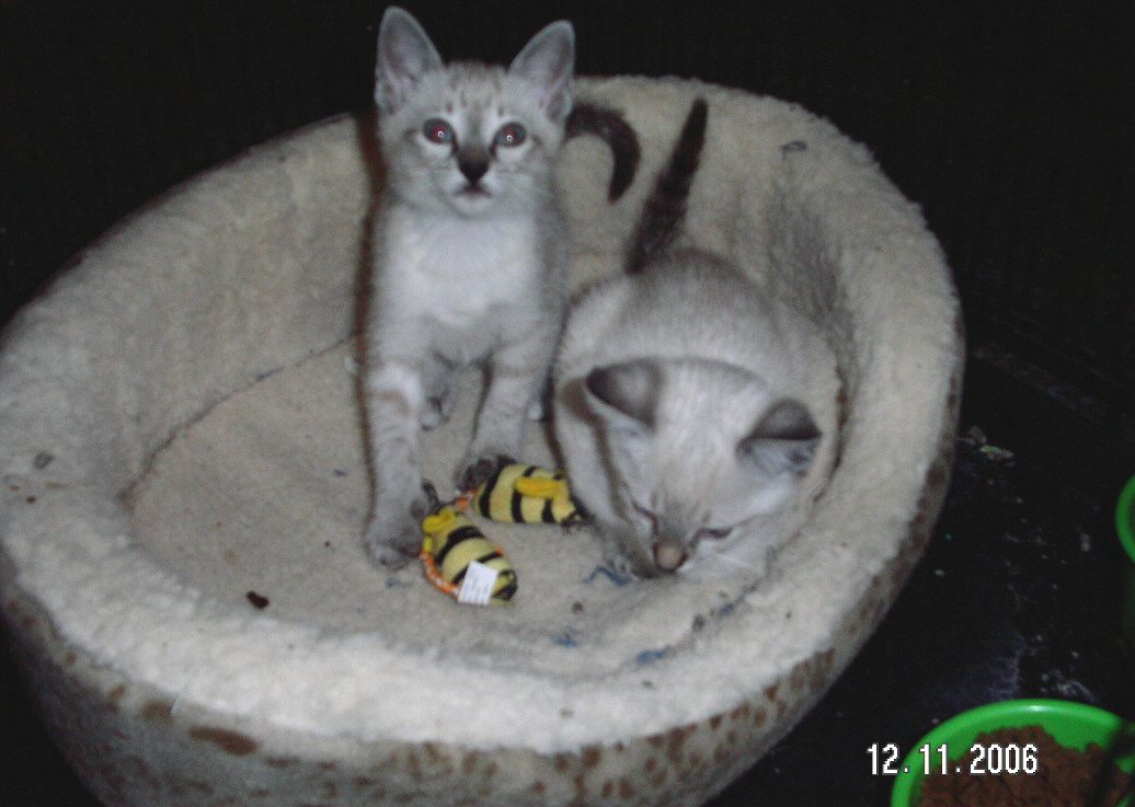 Lynxpoint boys 8 weeks