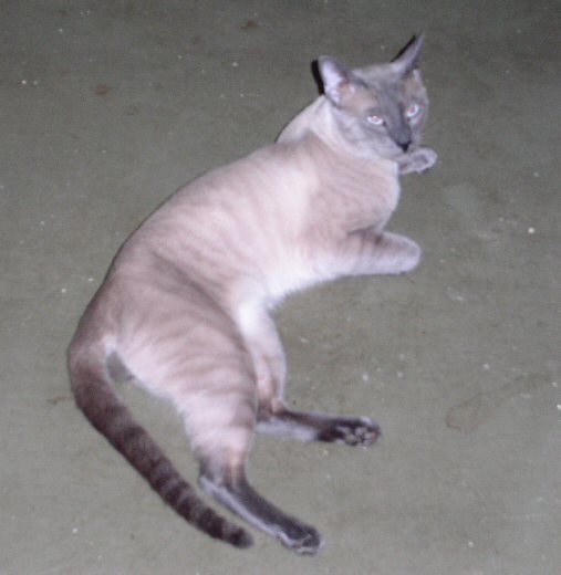 A Reclining Machoman