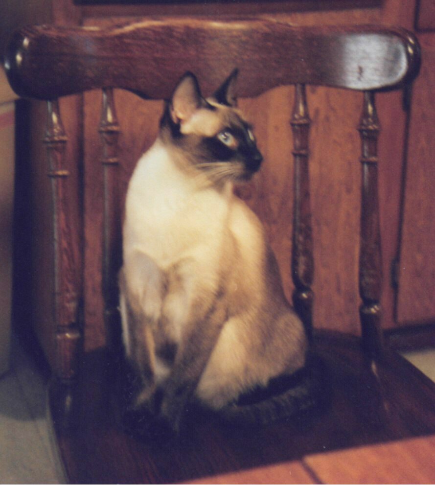 Sugarboo Before Six Kittens
