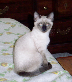 Zippity-do-dah, Sugarboo and Macho's daughter at 9 wks