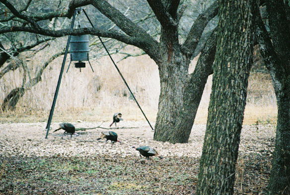 Turkey Gobblers at the Pecan Bottom