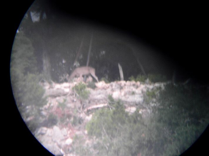 Telescope view of a good looking WT buck on the hilltop in August