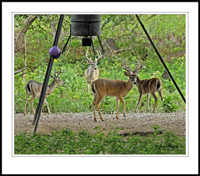 Whitetail bucks at the Pecan Bottom Feeder